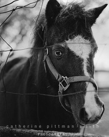 " Grace in the Grazin'" 8x10