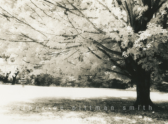 "Transitions" Infrared/11x14
