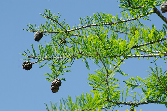 CPS_9305_edited-1