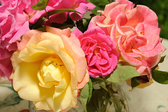 Flower detail
