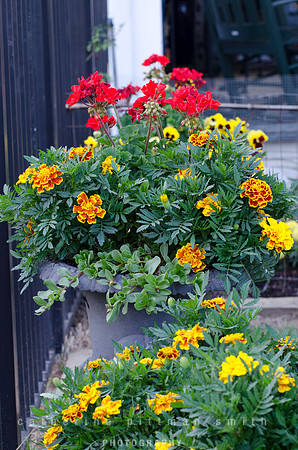CPS_1426_edited-1