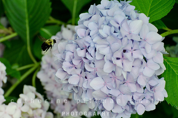 CPS_1411_edited-1