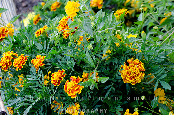 CPS_1417_edited-1