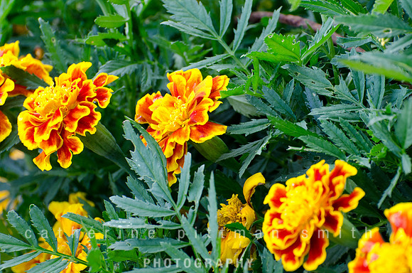 CPS_1418_edited-1