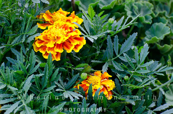 CPS_1425_edited-1