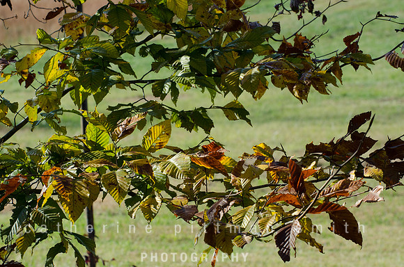 CPS_0470_edited-1