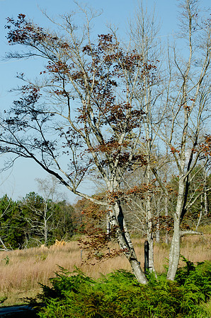 CPS_0469_edited-1