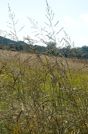 CPS_0451_edited-1