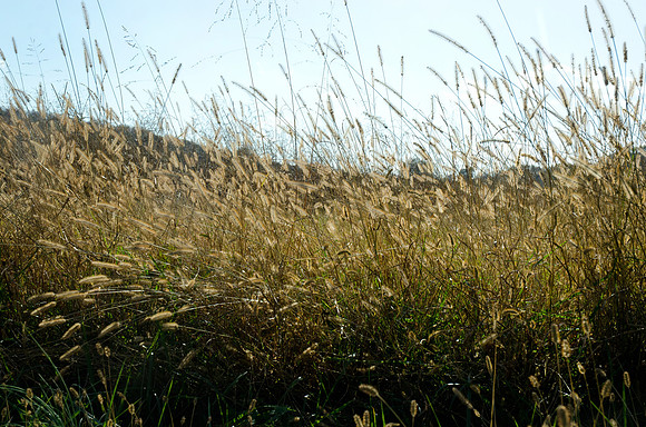 CPS_0447_edited-1