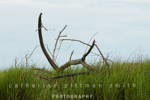 DSC_0022_edited-1