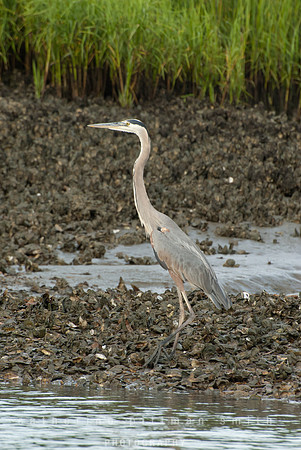 DSC_0035_edited-1