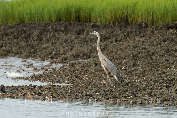 DSC_0034_edited-1