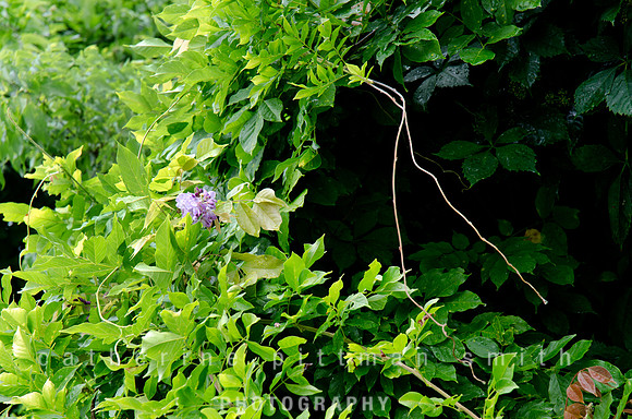 _CPS1337_edited-1
