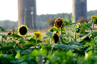 "Sunflowers"