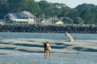 Harbor Island