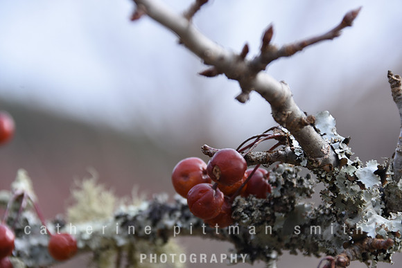 CPS_6372