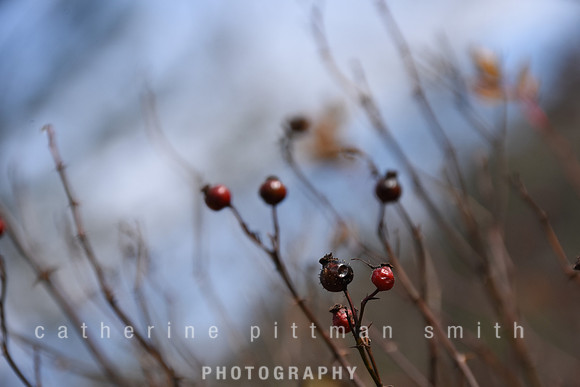 CPS_6354