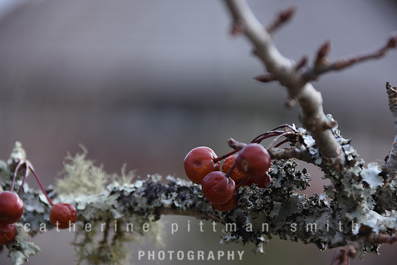 CPS_6369