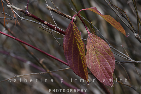 CPS_6350