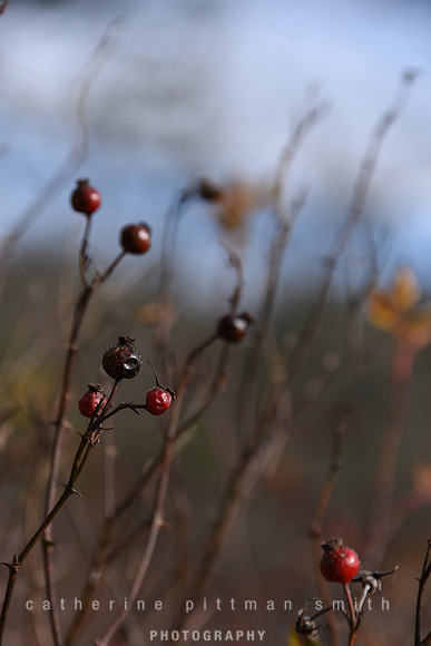 CPS_6355