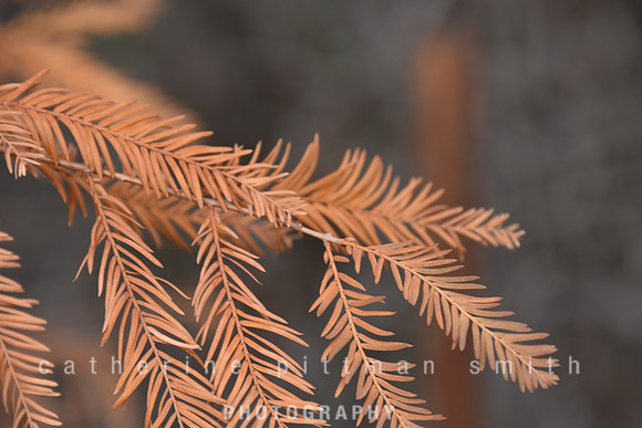 CPS_6373