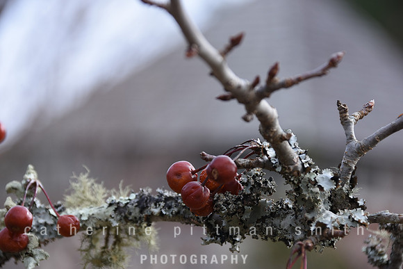 CPS_6371