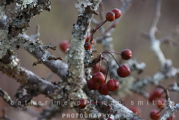 CPS_6368